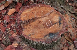 Vụ vùng lõi rừng đặc dụng Mường Phăng bị &#39;rút ruột&#39;: Phát hiện 173 cây gỗ bị chặt hạ