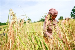 Hiệu quả từ dự án lúa gạo thân thiện tại Campuchia