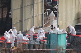 Hàn Quốc tiêu hủy 13,6 triệu gia cầm vì dịch cúm