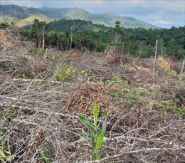 Đề xuất xử lý sai phạm tại Ban Quản lý rừng phòng hộ Đăk Đoa