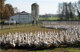 Pháp tiêu hủy hàng trăm nghìn con vịt do lo ngại dịch cúm gia cầm H5N8
