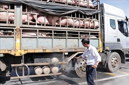 Kiểm soát vận chuyển lợn qua biên giới