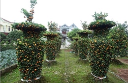 Độc đáo vườn quýt &#39;lục bình&#39;, bưởi &#39;Thỏi vàng Tài – Lộc&#39;