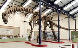Phát hiện xương hóa thạch có thể của loài khủng long lớn nhất