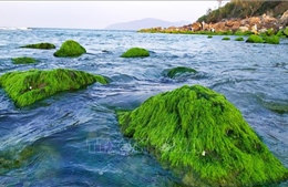 Đẹp ngỡ ngàng mùa rêu xanh mướt tại rạn Nam Ô, Đà Nẵng
