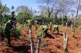 Liên tiếp phát hiện các vụ trồng cần sa trái phép ở Đắk Lắk