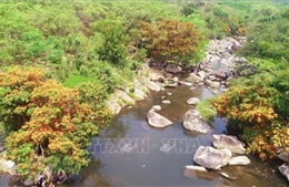 Bình Định: Trang rừng nở rộ bên bờ suối Tà Má, thu hút du khách