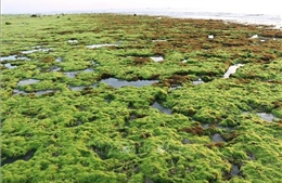 Khám phá cánh đồng rong biển tuyệt đẹp ở Ninh Thuận