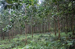 Thủ tục quyết định chuyển mục đích sử dụng rừng tại hai tỉnh Thanh Hóa và Nghệ An