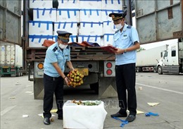 Trên 3.600 tấn quả vải tươi đã được xuất qua cửa khẩu quốc tế Lào Cai