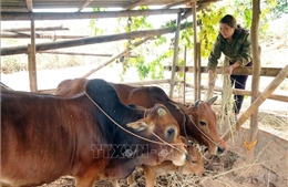 Sơn La: Hộ gia đình người Thái được ngưỡng mộ vì sản xuất, kinh doanh giỏi 