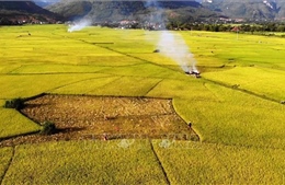 Nhiều lợi ích từ sản xuất lúa hữu cơ trên cánh đồng Mường Tấc 