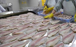 Cảng Trạm Giang (Trung Quốc) tạm ngừng nhập khẩu thực phẩm đông lạnh