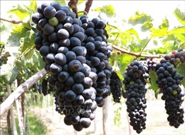 Ninh Thuận phát triển nhiều giống nho rượu chất lượng cao