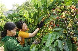 Hỗ trợ phát triển hạ tầng nhiều khu vực sản xuất cà phê tập trung