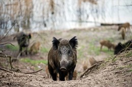 Italy: Trên 230 người bị thương vong do tai nạn giao thông liên quan đến lợn rừng