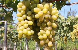 Tăng khả năng cạnh tranh cho sản phẩm OCOP