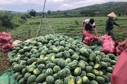 Dịch COVID-19: Kết nối, hỗ trợ nông dân tiêu thụ nông sản vào vụ