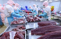Xuất khẩu cá ngừ đối mặt với thách thức