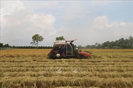 Tiền Giang hỗ trợ nông dân thu hoạch an toàn lúa Hè Thu trong đại dịch