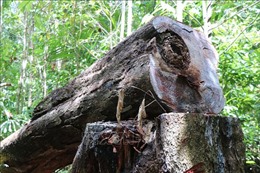 Phản hồi thông tin của TTXVN: Chủ tịch UBND tỉnh Quảng Ngãi chỉ đạo kiểm tra, xử lý vụ phá rừng phòng hộ Phổ Phong