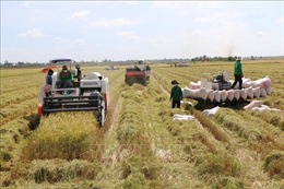 Tháo gỡ khó khăn trong thu hoạch, vận chuyển lúa