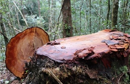 Kon Tum đẩy nhanh tiến độ xử lý các vụ phá rừng nổi cộm