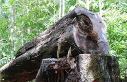 Vụ phá rừng phòng hộ ở Quảng Ngãi: Kiểm tra thực tế sau chỉ đạo &#39;nóng&#39; của Chủ tịch UBND tỉnh