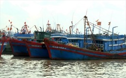 Quảng Ngãi không để tàu cá khai thác hải sản bất hợp pháp