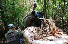 Vụ phá rừng phòng hộ ở Quảng Ngãi: Kiểm điểm trách nhiệm lãnh đạo và kiểm lâm viên 