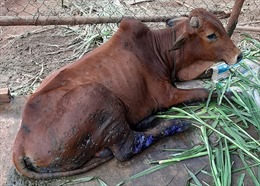 Tây Ninh tập trung điều trị và tiêm phòng bệnh viêm da nổi cục trên trâu, bò