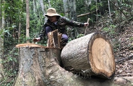 Quảng Ngãi: Khai thác gỗ trái phép trong rừng phòng hộ chưa có dấu hiệu dừng lại