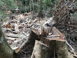 Phản hồi thông tin của TTXVN: Quảng Ngãi chỉ đạo kiểm tra, xử lý vụ phá rừng phòng hộ đầu nguồn 