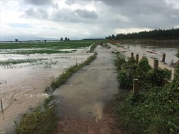 Nhiều diện tích lúa, hoa màu ở Bình Thuận bị ngập úng do mưa lũ