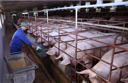 Tạo thuận lợi cho hộ chăn nuôi tái đàn phục vụ thị trường Tết