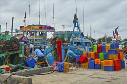 Bình Thuận tạm dừng hoạt động đối với tiểu thương mua bán cá nhỏ lẻ tại 2 cảng cá