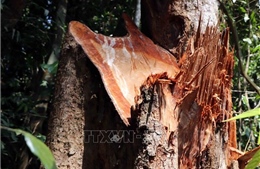 Điều tra, làm rõ vụ chặt phá gần 1 ha rừng tự nhiên tại Cam Lộ
