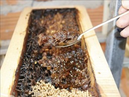 Mô hình khởi nghiệp nuôi ong dú cho hiệu quả kinh tế cao
