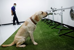 Dùng chó đánh hơi virus - một giải pháp giảm tải cho hệ thống xét nghiệm COVID-19
