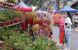 Hà Nội: Miễn phí thuê mặt bằng đối với các hộ bán hoa, cây cảnh dịp Tết
