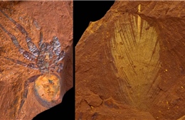 Phát lộ hàng nghìn hóa thạch độc đáo từ kỷ Miocene tại Australia 