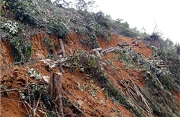 Thái Nguyên: Xử lý kịp thời vụ khai thác rừng phòng hộ trái phép ở Định Hóa