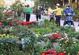 Rực rỡ chợ hoa phố Hoàng Hoa Thám ngày cận Tết Nhâm Dần