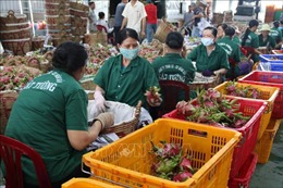 Tìm giải pháp để EU giảm tần suất kiểm tra nông sản, thực phẩm của Việt Nam 