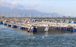 Ninh Thuận nâng cao hiệu quả kinh tế từ nghề nuôi biển
