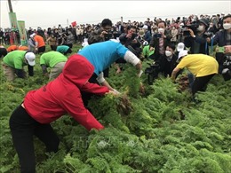 Hải Dương tổ chức lễ hội thu hoạch cà rốt năm 2022