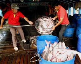 Giá cá tra nguyên liệu ở Đồng Tháp tăng trở lại