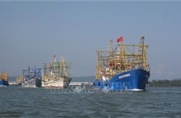 Các nghiệp đoàn nghề cá Quảng Nam rầm rập ra khơi
