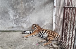 Bình Dương: Một cơ sở tư nhân giao nộp 4 con hổ cho chính quyền