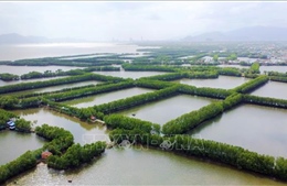 Bình Định bảo vệ những khu rừng ngập mặn